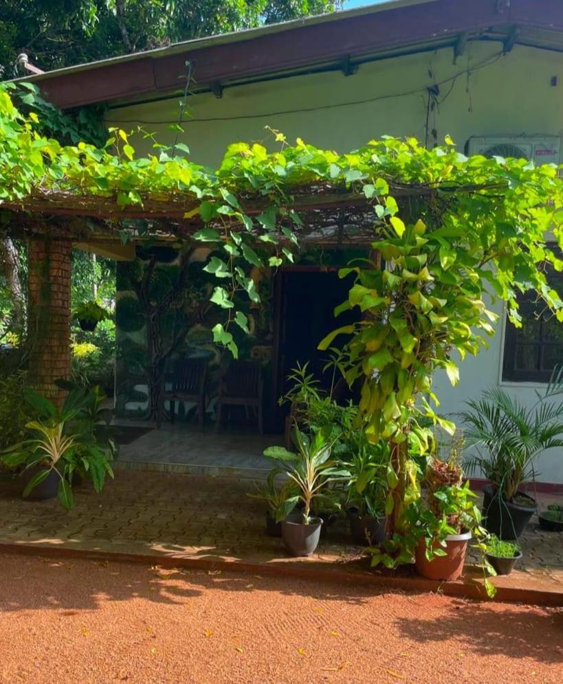 Olivia Homestay 阿努拉德普勒 外观 照片